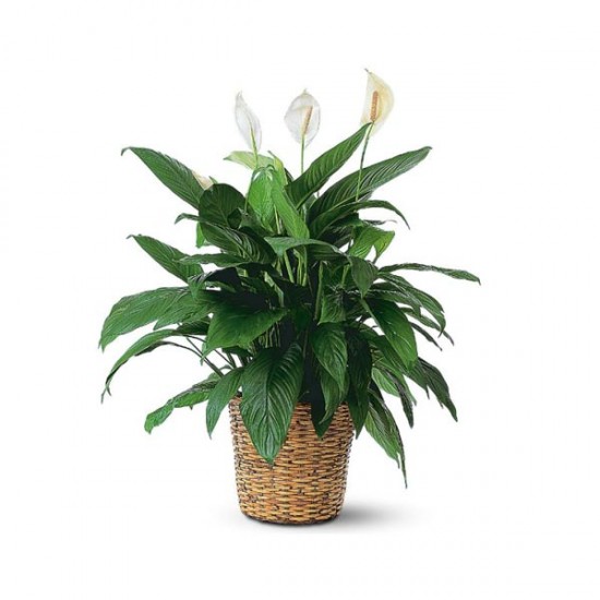 Spathiphyllum Gros